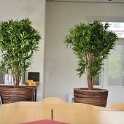 dracena reflexa yamaica in banan rond